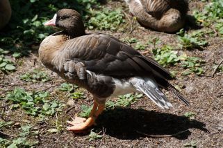 Anser erythropus - Zwerggans (Zwergbläßgans)